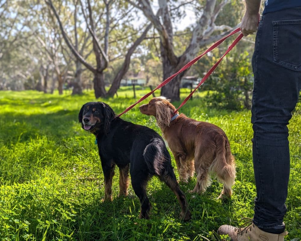 Hanrob Pet Hotels Perth