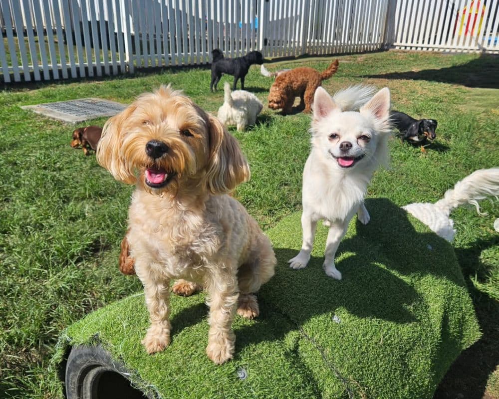 Hanrob Pet Hotels Brisbane Airport